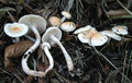 Hygrophorus lindtneri